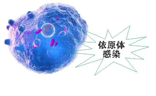 怎么不知不覺(jué)就感染了沙眼依原體呢？